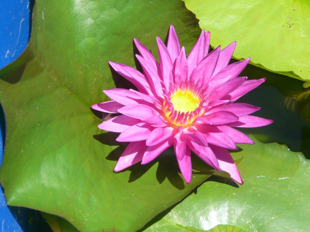 Resized Image - Click For Actual Size Resized Image - Click For Actual Size