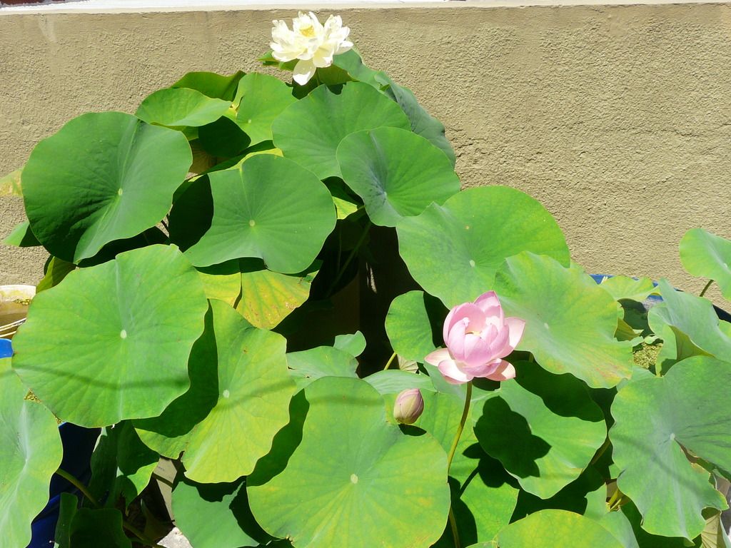 Resized Image - Click For Actual Size Resized Image - Click For Actual Size