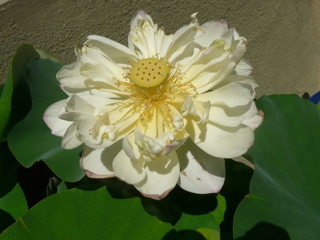 Resized Image - Click For Actual Size Resized Image - Click For Actual Size