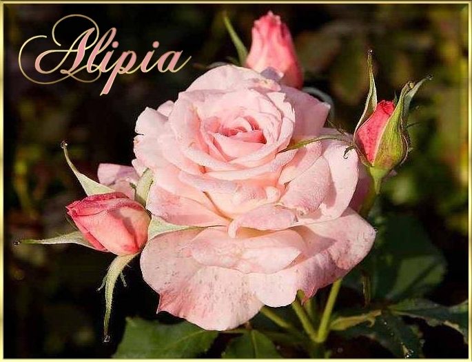  photo Imagen20alipia_zpsginvtihu.jpg