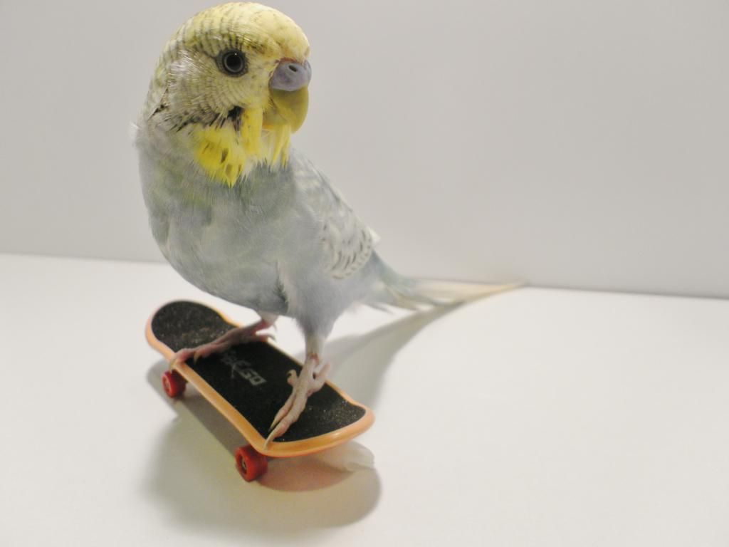 7ed89c08-ef37-4148-85db-ad28acca5777_zpsae20f083.jpg?t=1420441744