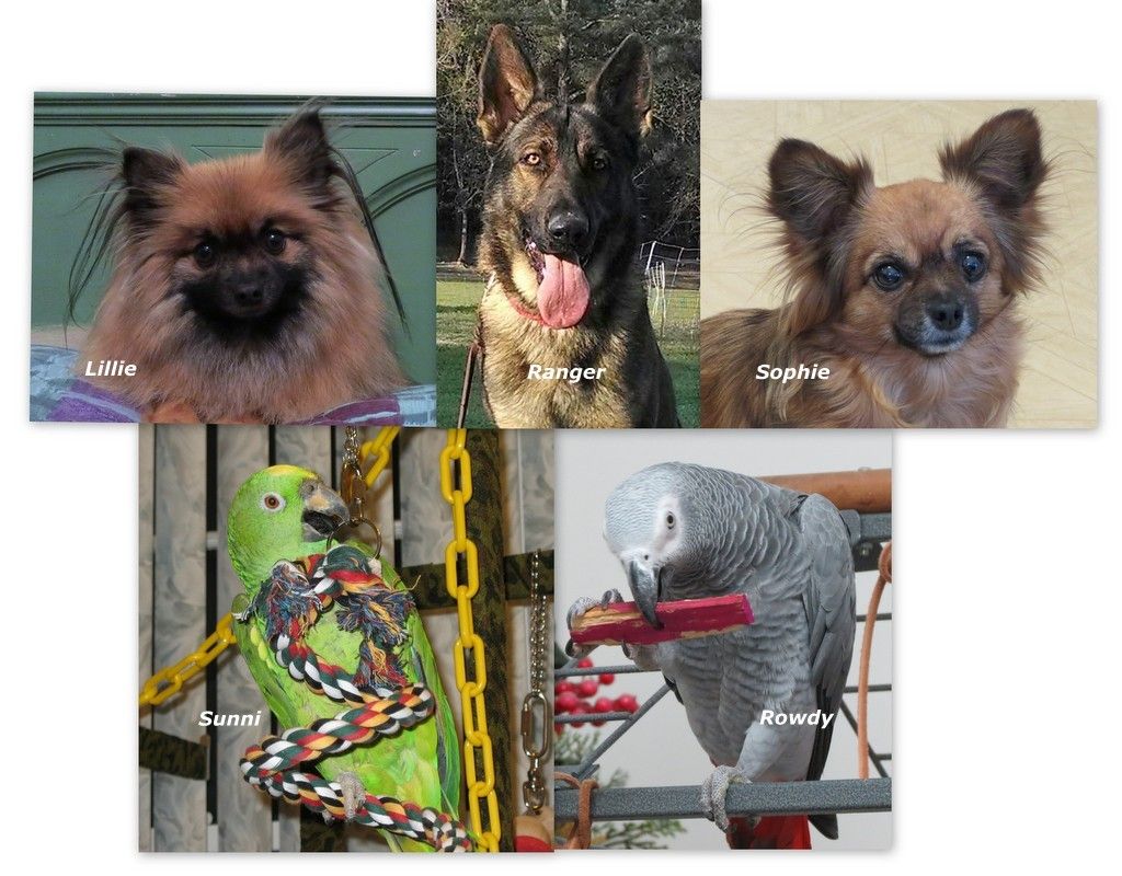 fleas and parrots Avian Avenue Parrot Forum