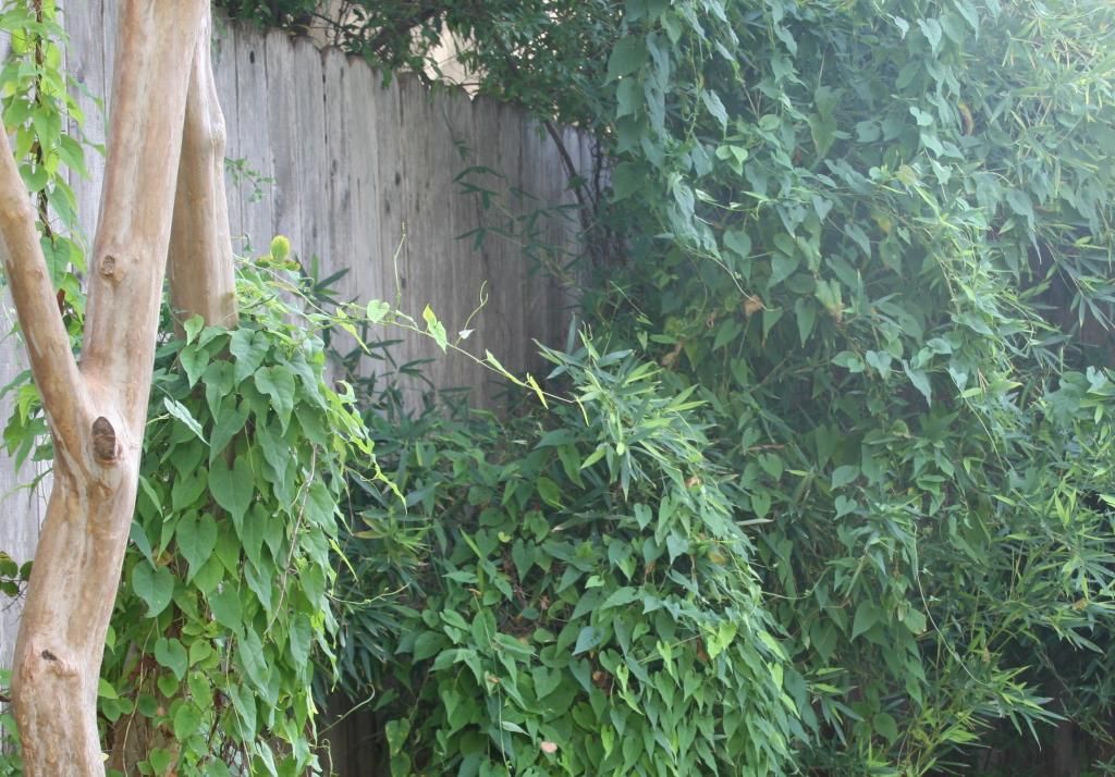 overgrown green yard
