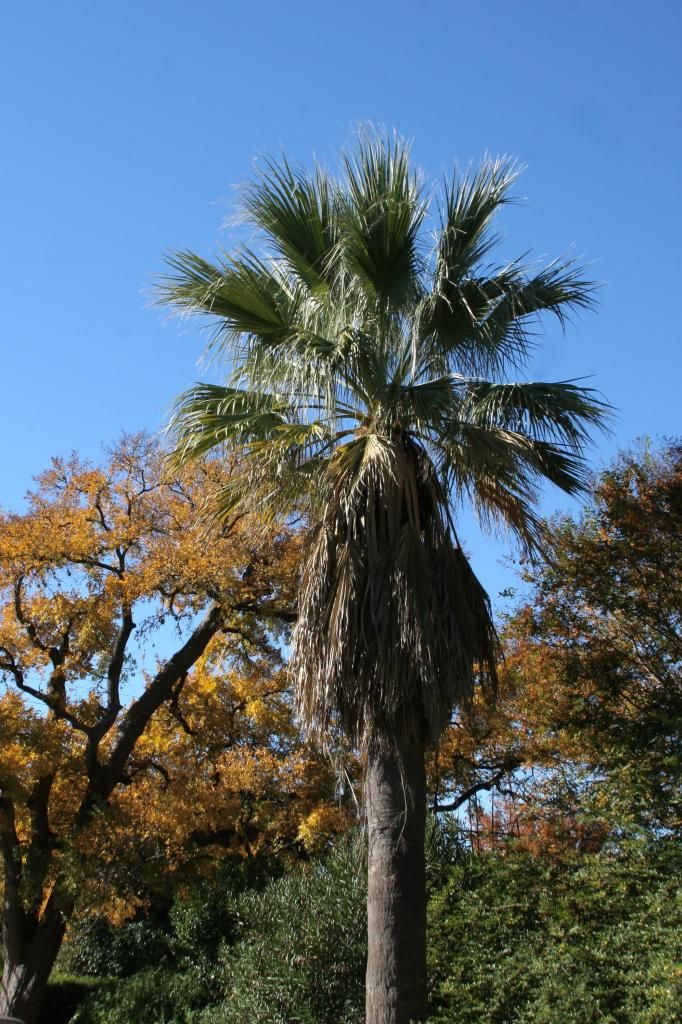 palm tree