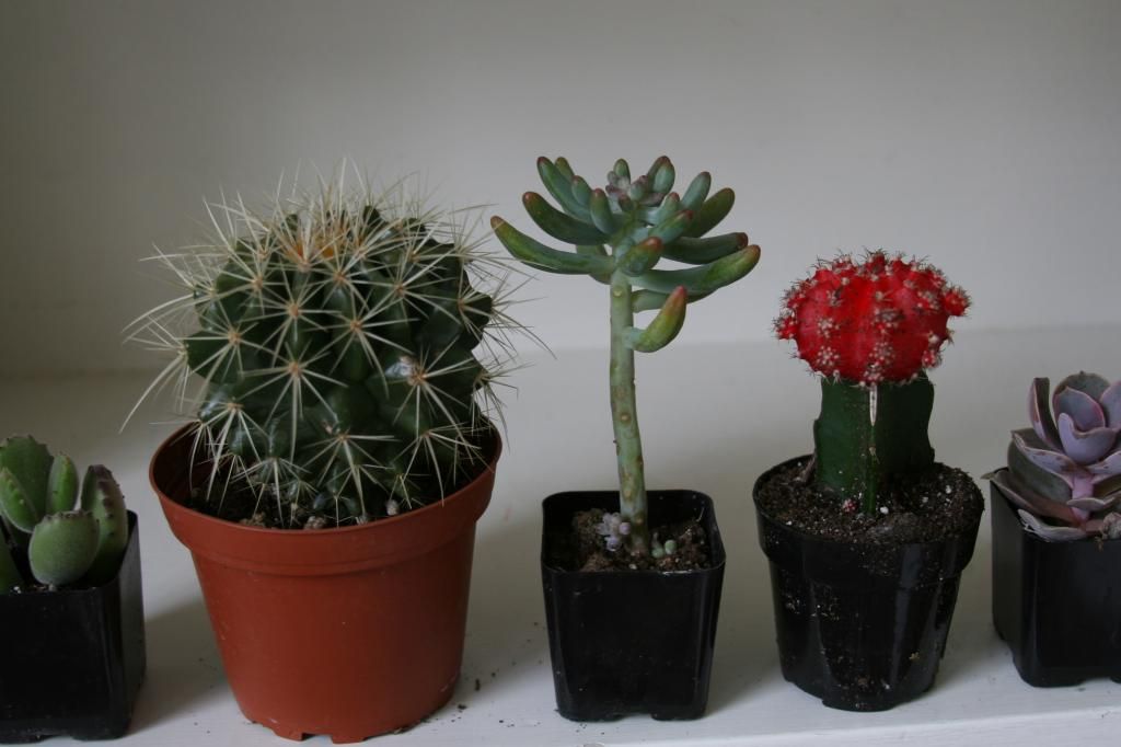small cactus succulents
