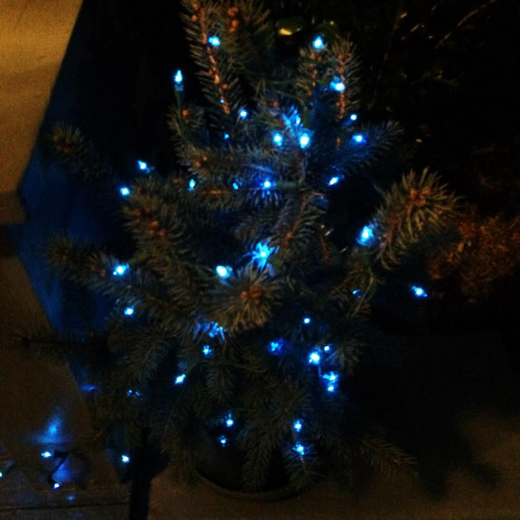 blue twinkle christmas lights