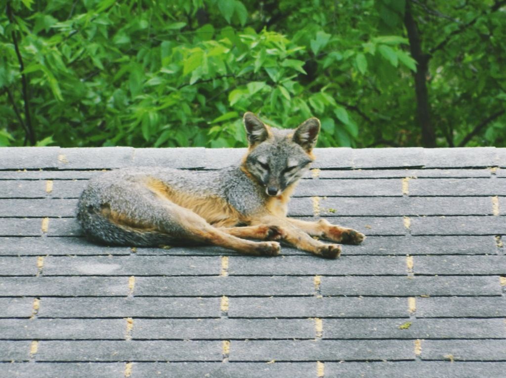 grey fox
