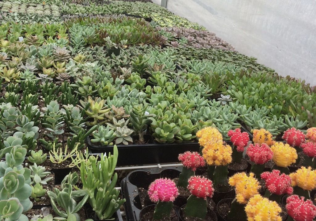colorful succulents