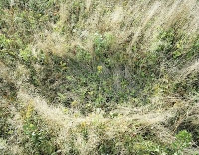 deer bed 3