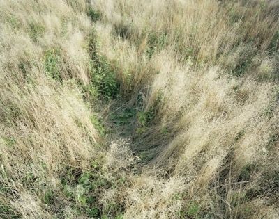 deer bed 5