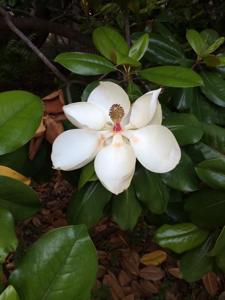 magnolia blossom
