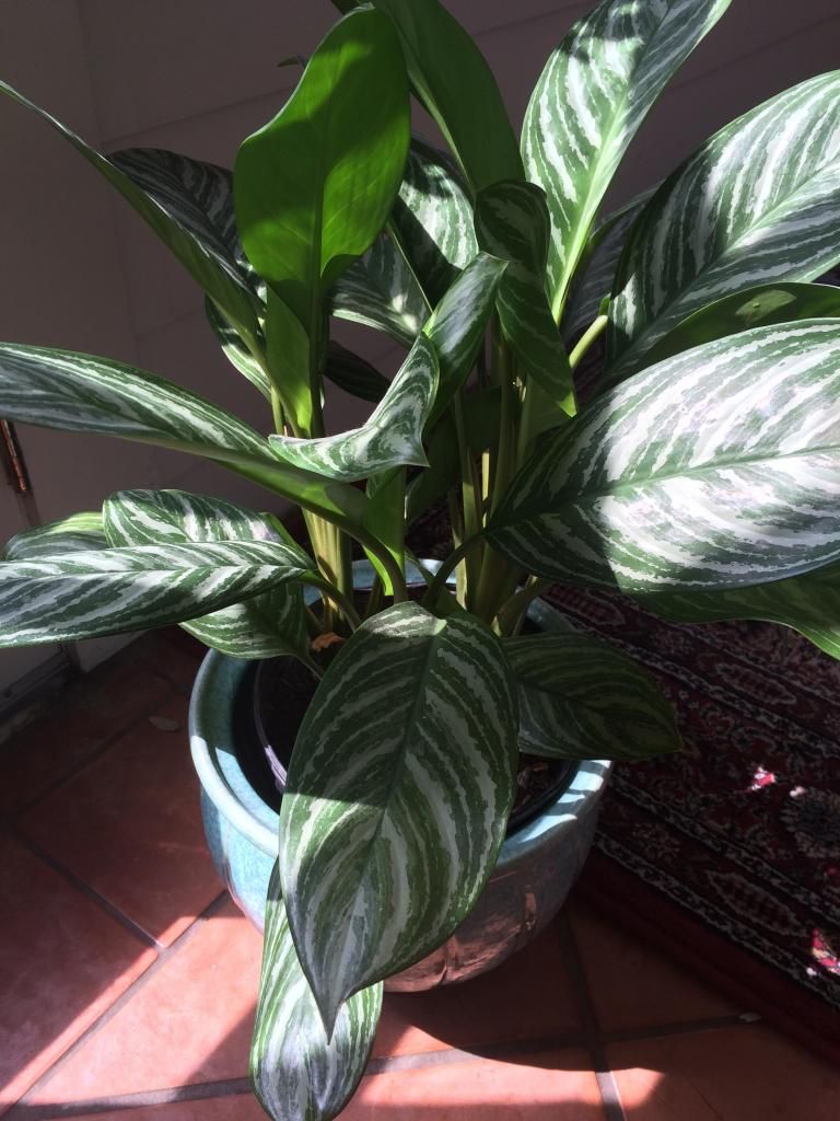 calathea plant