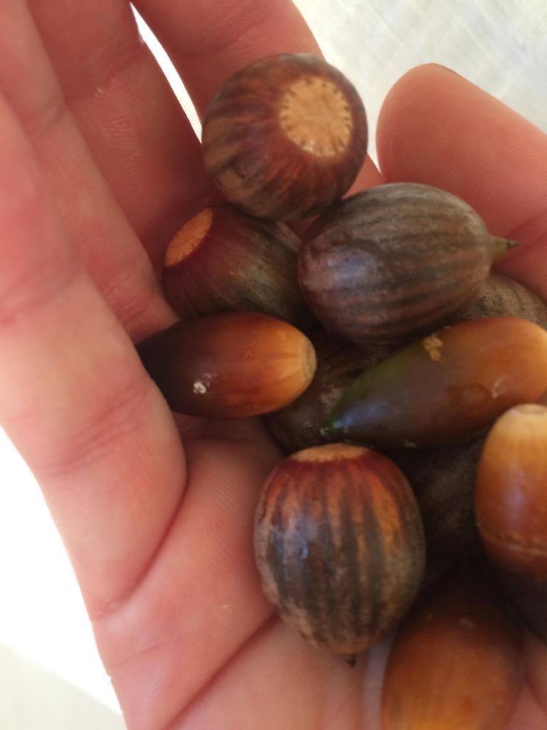 acorns