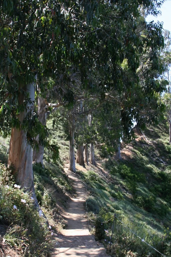 sunny path old trees