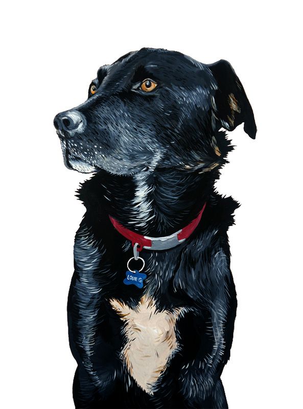 Irene Akio Illustration pet portrait