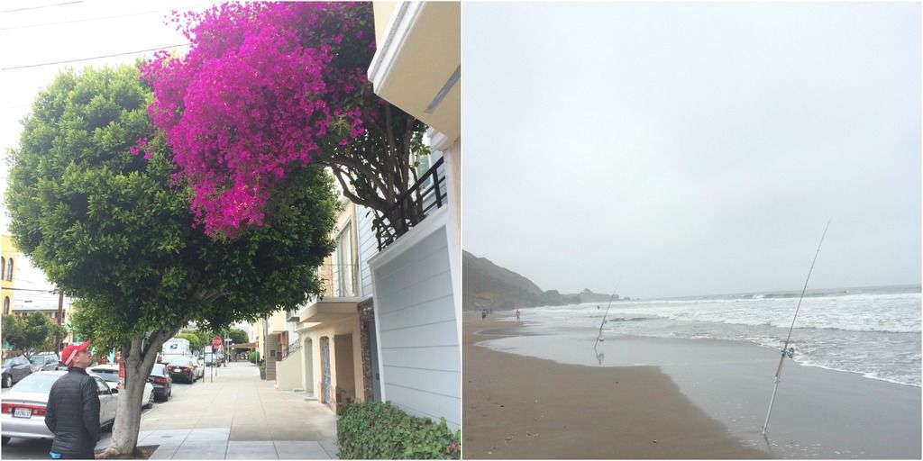 pink flowers and stinson beach