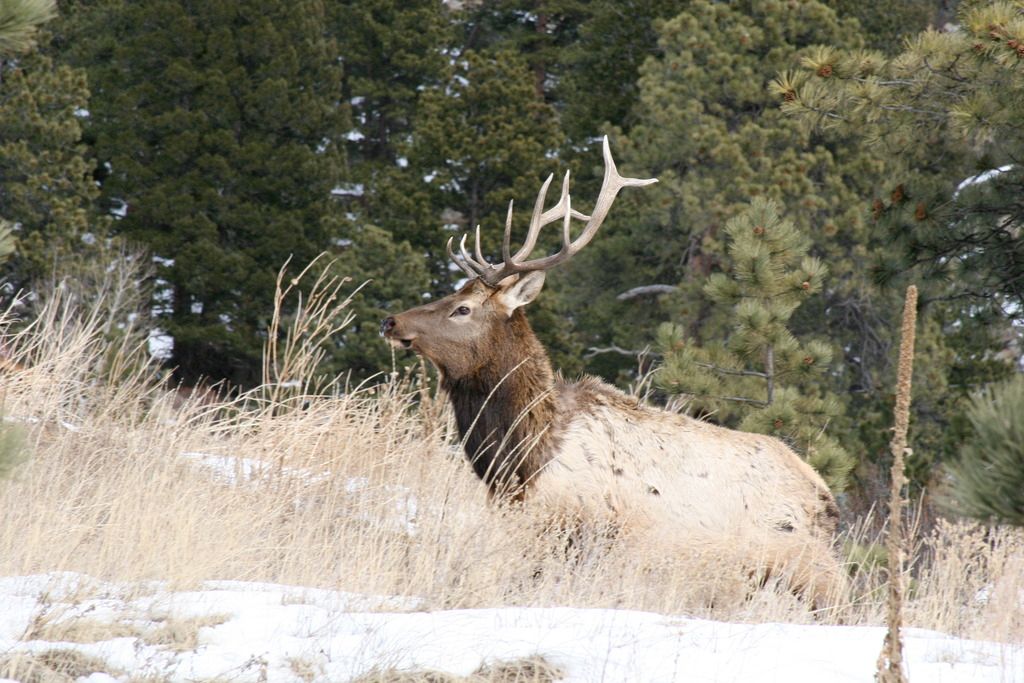 elk