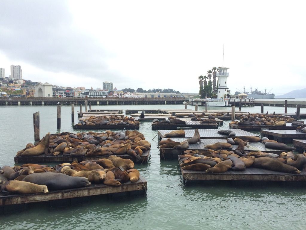 sea lions pier 39