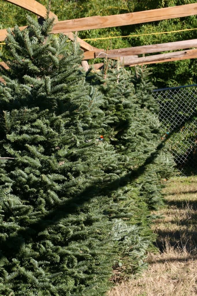 frasier fir trees