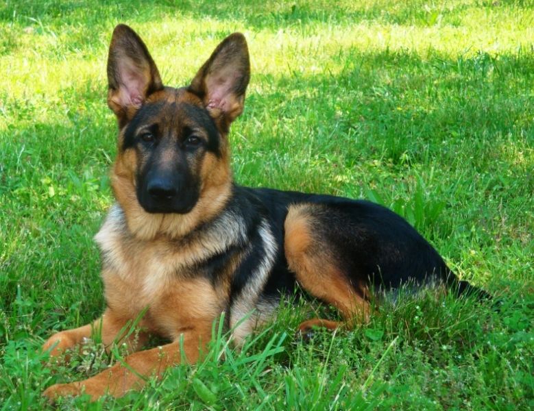 Kennels Von Lotta German Shepherds Forum