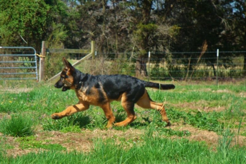 Kennels Von Lotta German Shepherds Forum