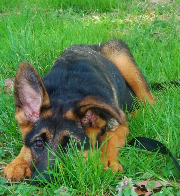 Kennels Von Lotta German Shepherds Forum